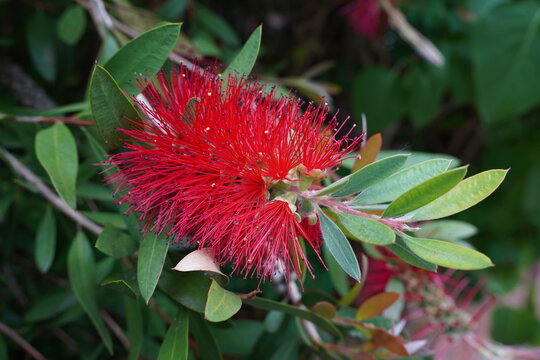 Bottlebrush Callistemon plant with spikey red flowers during summer bloom. Evergreen garden shrub 