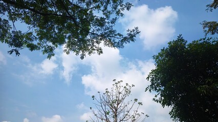 Sky and Trees Background texture