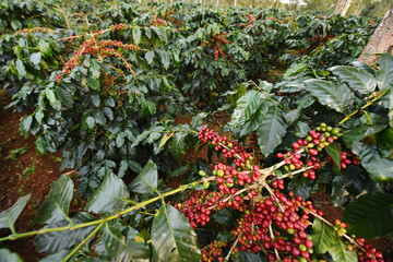 Coffee beans ripening on a tree        