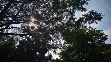 Sunlight filtering through the leaves of trees, casting shadows.