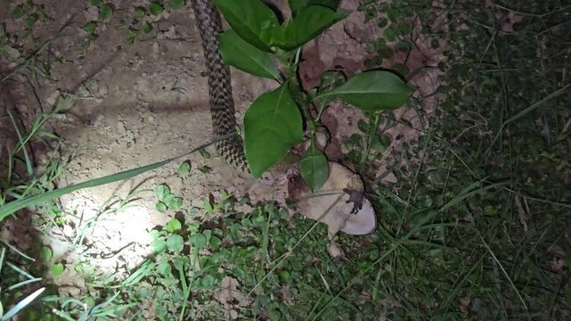 Close-up wildlife video of Asiatic water snake in its natural habitat, catching and swallowing a frog or toad head first&mdash;an intense moment showcasing the raw ecosystem where snakes eat frogs