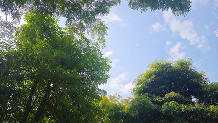 Obraz premium Looking Up Through Lush Green Trees and a Bright Blue Sky