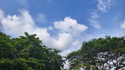 Vibrant sky with fluffy clouds and tree canopy