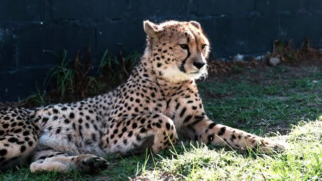 An adult cheetah in captivity laying on the grass
