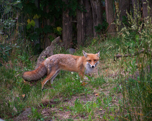 Red fox stands alert in a forest edge, at the back of the garden. Blending into its natural...