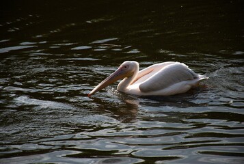 A white pelican swim across the calm water, pond. Long pink beak dipping below the surface in...