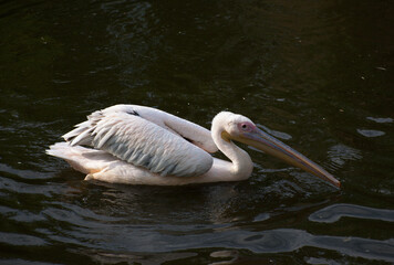 A white pelican swim across the calm water, pond. Long pink beak dipping below the surface in...