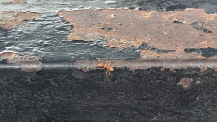Close-up of an orange ant on a textured black surface