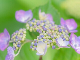 梅雨から初夏の公園や花壇を彩るガクアジサイのある風景。繊細で美しい装飾花とツボミの様子のクローズアップ。木漏れ日の光でボケた景色。ぼんやりした花畑のイメージ
