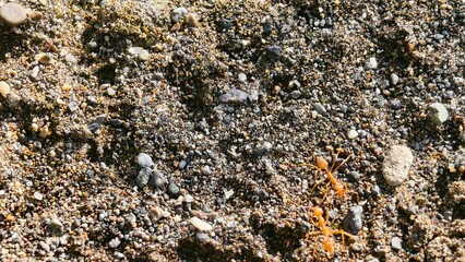 Ants on a textured ground