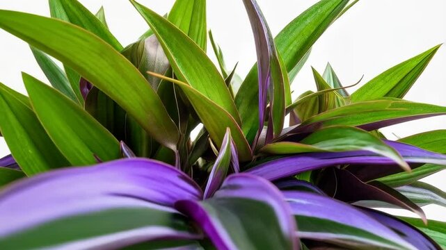 Tradescantia zebrina plant, also known as wandering jew or inchplant, growing in a pot with purple and green striped leaves.