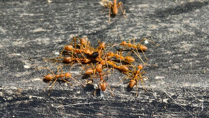 A group of ants swarming over a wooden surface