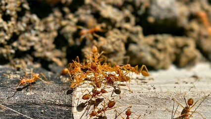 Close-up of a group of ants interacting on a piece of wood