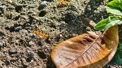 Ants on the ground next to a brown leaf