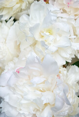 Soft white peonies with delicate petals in a close-up view, showcasing natural texture and subtle details