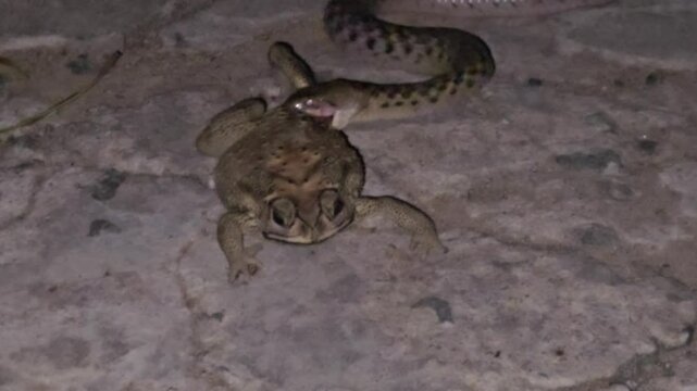 Close-up wildlife video of Asiatic water snake in its natural habitat, catching and swallowing a frog or toad head first&mdash;an intense moment showcasing the raw ecosystem where snakes eat frogs
