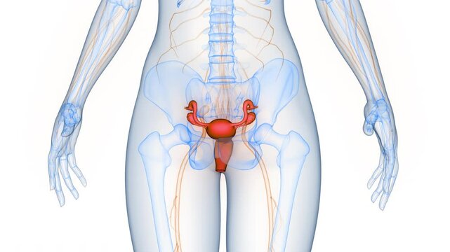 Female Reproductive System Anatomy Animation Concept