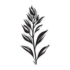 Fototapeta premium Sage flower silhouette