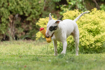 Bull Terrier dog playing with orange toy on grass