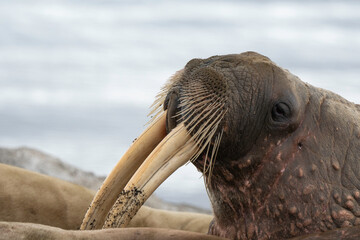Morse, Odobenus rosmarus, Spitzberg, Svalbard, Norvège