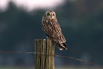 Hibou des marais, Hibou brachyote, Asio flammeus, Short eared Owl, region Pays de Loire; marais Breton; 85, Vendée, Loire Atlantique, France