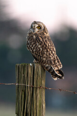 Hibou des marais, Hibou brachyote, Asio flammeus, Short eared Owl, region Pays de Loire; marais...
