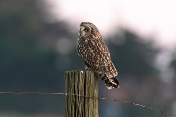 Hibou des marais, Hibou brachyote, Asio flammeus, Short eared Owl, region Pays de Loire; marais Breton; 85, Vendée, Loire Atlantique, France