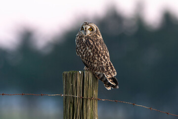 Hibou des marais, Hibou brachyote, Asio flammeus, Short eared Owl, region Pays de Loire; marais...