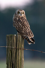 Hibou des marais, Hibou brachyote, Asio flammeus, Short eared Owl, region Pays de Loire; marais...