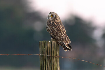 Hibou des marais, Hibou brachyote, Asio flammeus, Short eared Owl, region Pays de Loire; marais...
