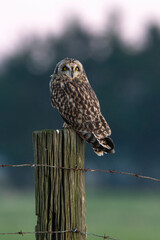 Hibou des marais, Hibou brachyote, Asio flammeus, Short eared Owl, region Pays de Loire; marais...