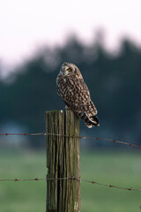 Hibou des marais, Hibou brachyote, Asio flammeus, Short eared Owl, region Pays de Loire; marais...