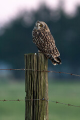 Hibou des marais, Hibou brachyote, Asio flammeus, Short eared Owl, region Pays de Loire; marais...
