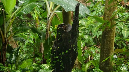 Rainforest scene with a weathered tree stump