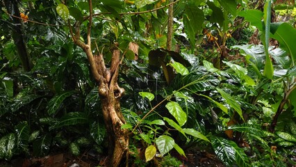 Vibrant Tropical Rainforest Scene Showcasing Lush Foliage and Diverse Plant Life