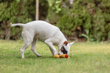 Bull Terrier dog playing with orange toy on grass