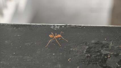 Detailed macro shot of a red ant on a black surface