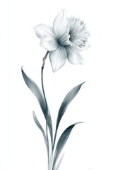 Fototapeta premium Elegant White Flower on a Minimalist Background in Soft Tones