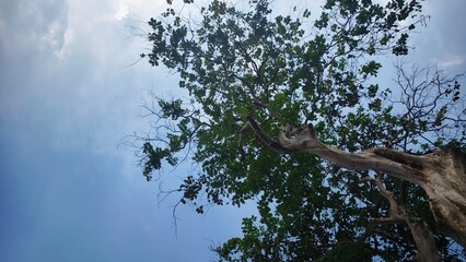 A tall tree reaching for the sky under a blue and cloudy sky