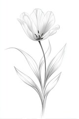 Obraz premium Elegant White Flower Illustration with Delicate Petals and Leaves