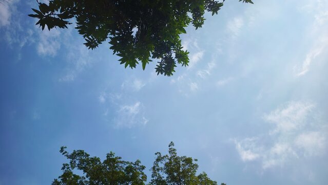 Blue Sky and Trees - Powered by Adobe