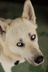 portrait of a white dog