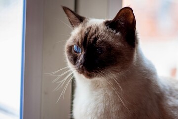British shorthair colorpoint cat with bright blue eyes