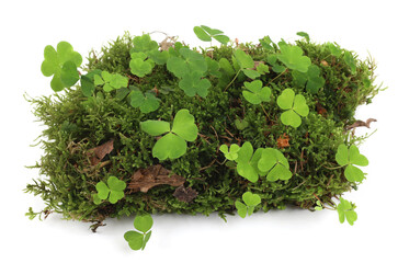 Piece of forest floor with moss and wood-sorrel isolated on white background. Border of fresh green forest vegetation, plants Oxalis acetosella.