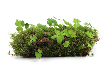Piece of forest floor with moss and wood-sorrel isolated on white background. Border of fresh green forest vegetation, plants Oxalis acetosella.