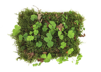 Piece of forest floor with moss and wood-sorrel isolated on white background. Border of fresh green forest vegetation, plants Oxalis acetosella, top view.