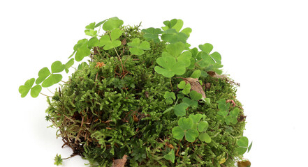 Piece of forest floor with moss and wood-sorrel isolated on white background. Border of fresh green forest vegetation, plants Oxalis acetosella.
