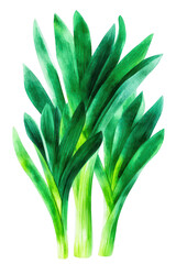 Obraz premium Vibrant green bunch of scallions