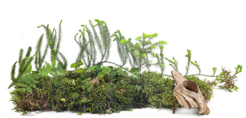 Piece of forest floor with moss, clubmoss, young spruce tree, and wood-sorrel isolated on white background. Border of fresh green forest vegetation.