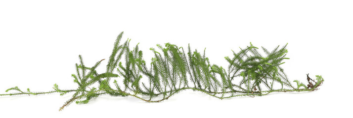 Clubmoss isolated on white background. Forest plant Spinulum annotinum.